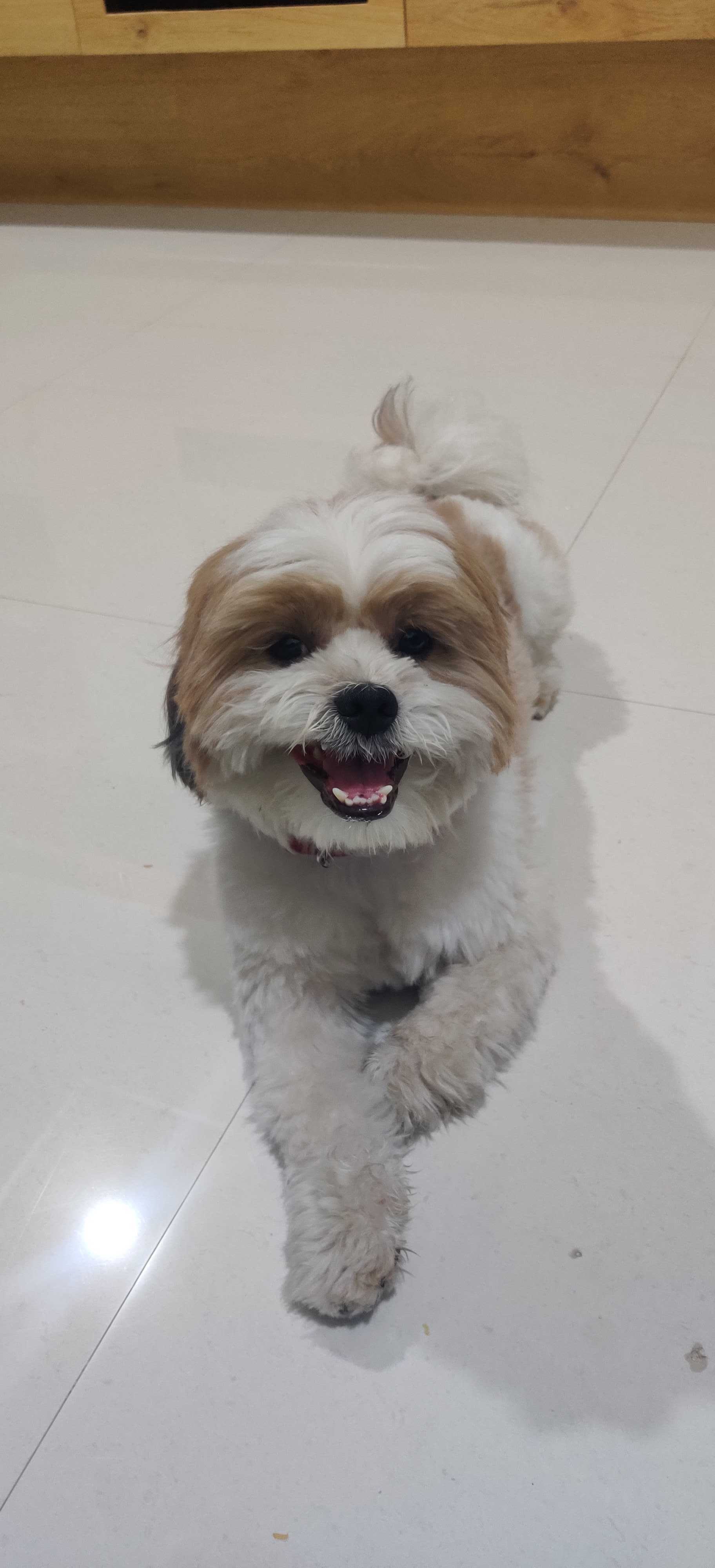 Shih Tzu Dogs For Mating In Kochi
