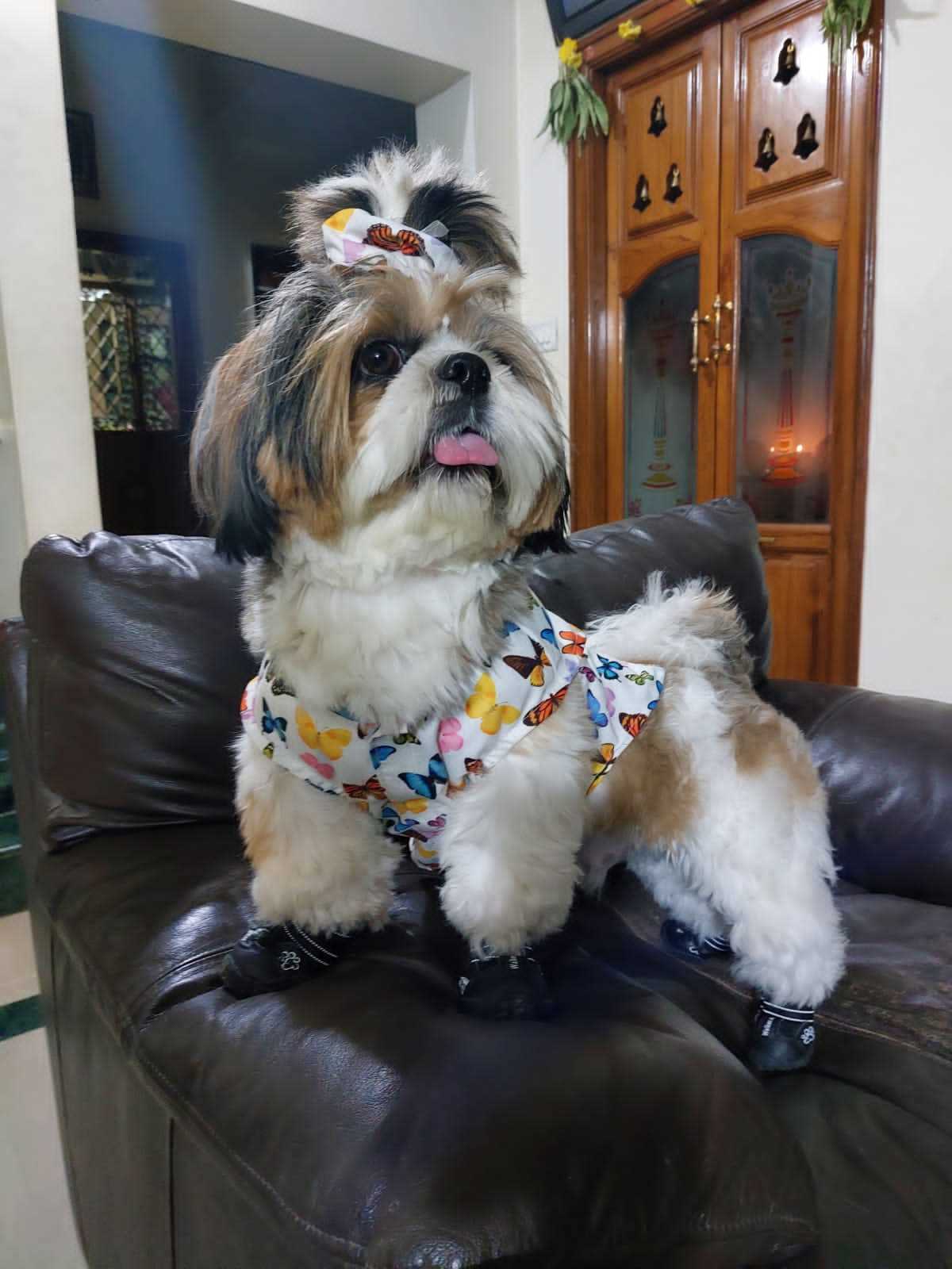 Shih Tzu Dogs For Mating In Pune