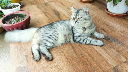 Persian For Sale In Faridabad