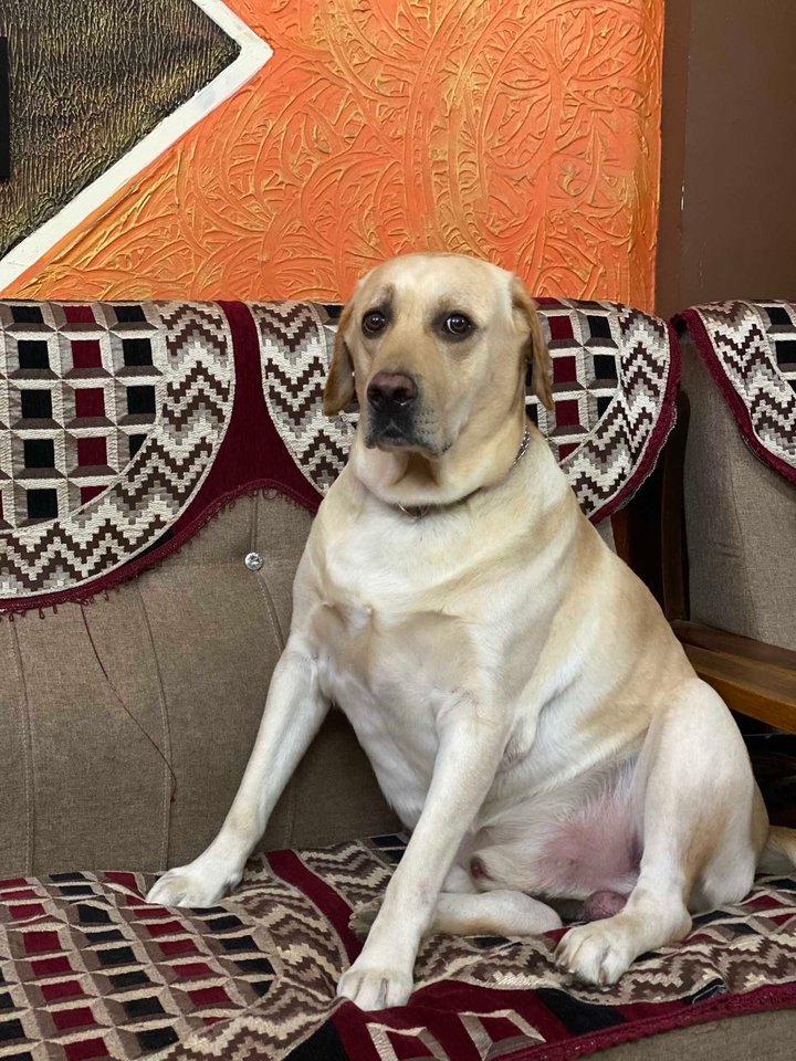 Labrador Retriever Dogs For  Mating In Vizag