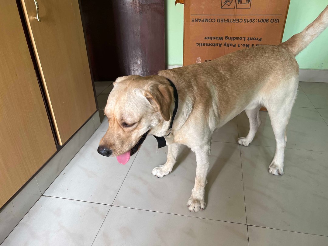 Labrador Retriever Dogs For Mating In Hyderabad