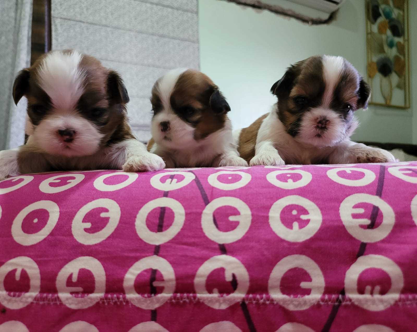Mr n Mrs Pet