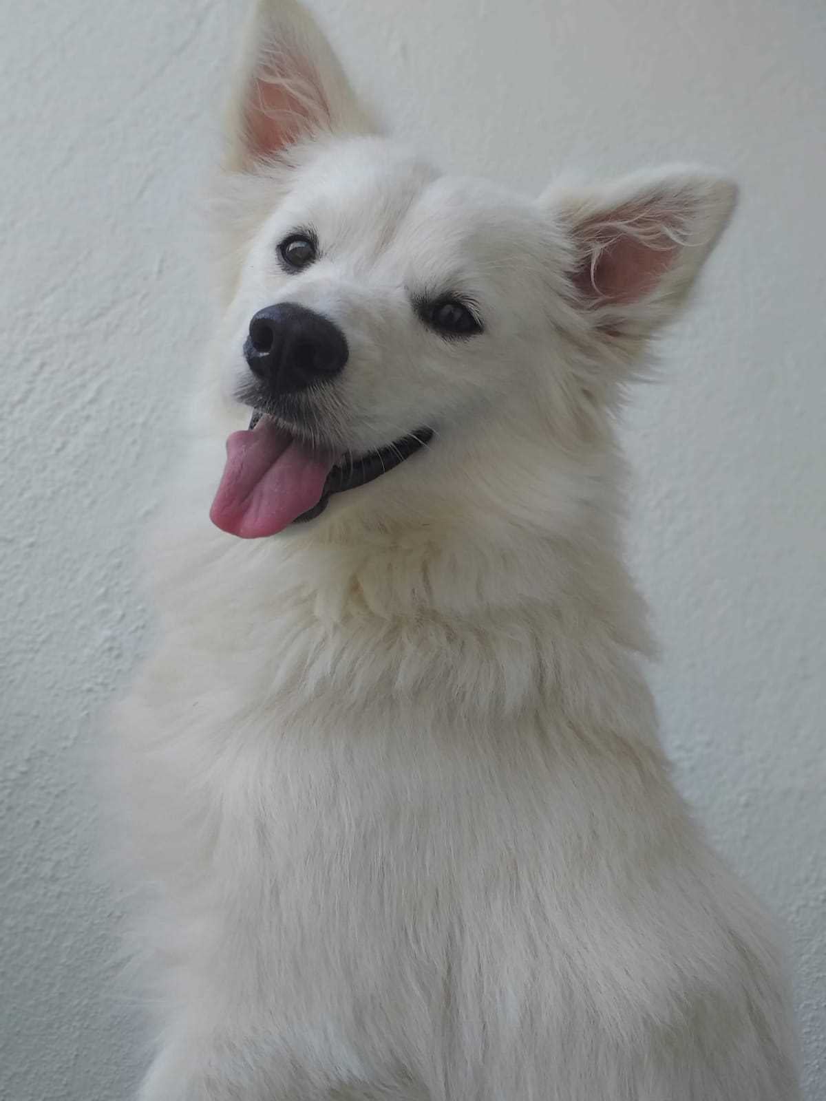 Pomeranian Dogs For Mating In Bangalore