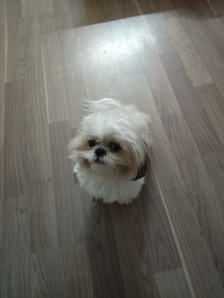 Shih Tzu Dogs For Mating In Kochi