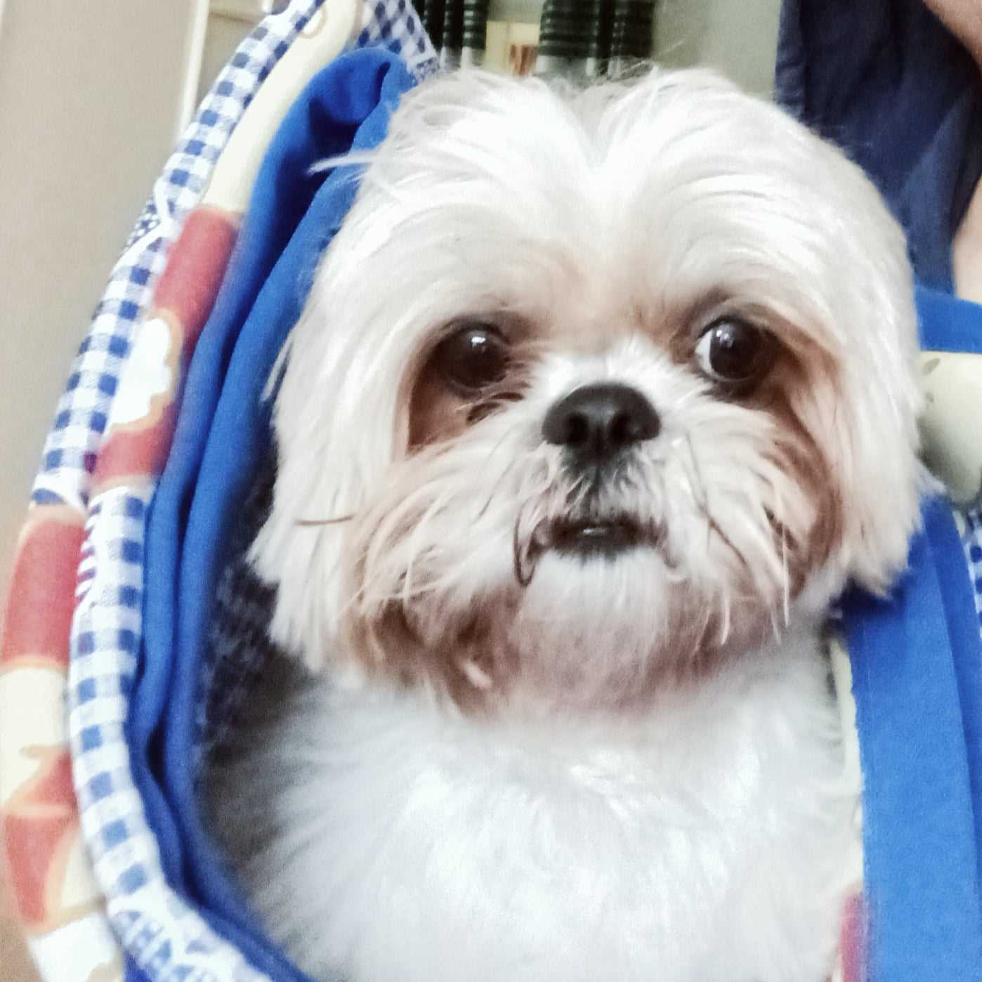 Shih Tzu Dogs For Mating In Kochi