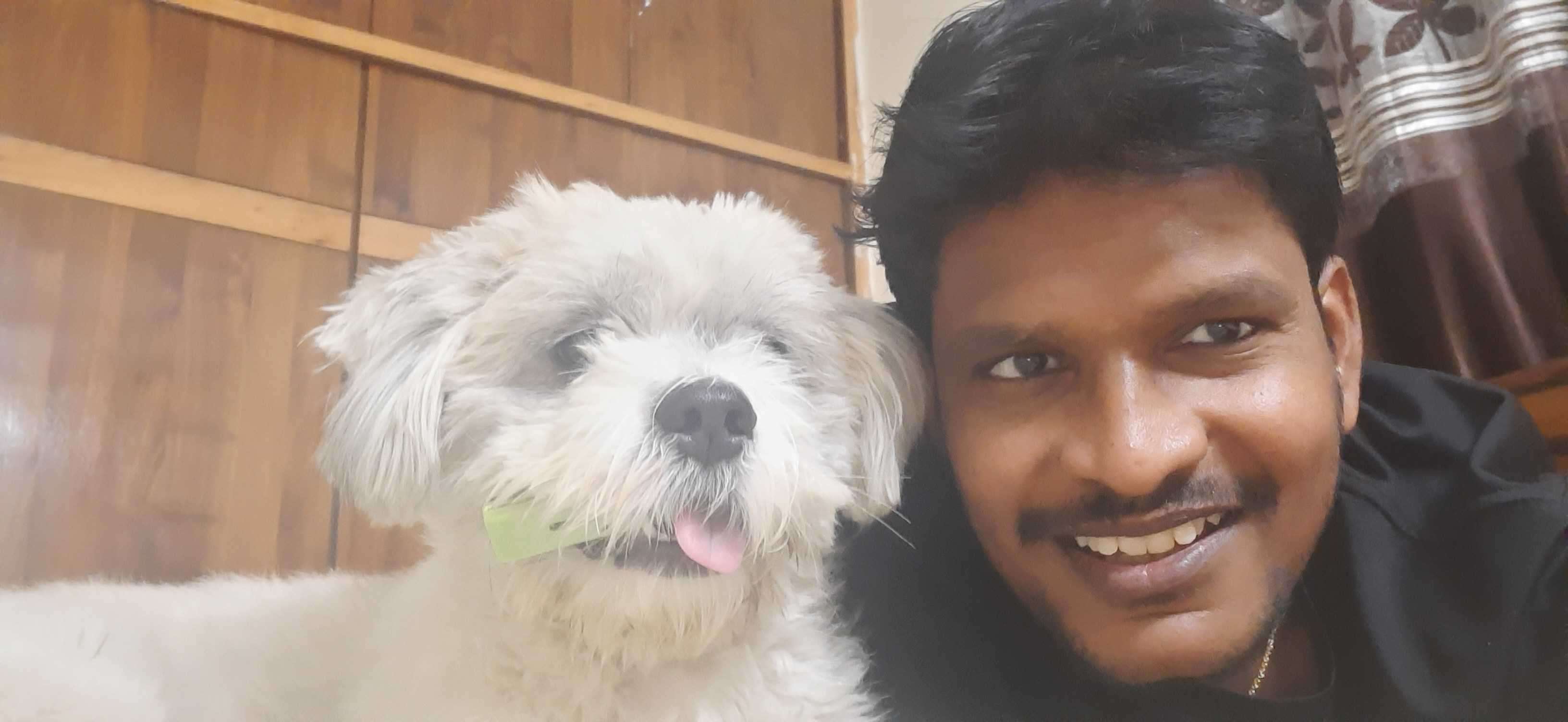 Lhasa Apso Dogs For Mating In Angul