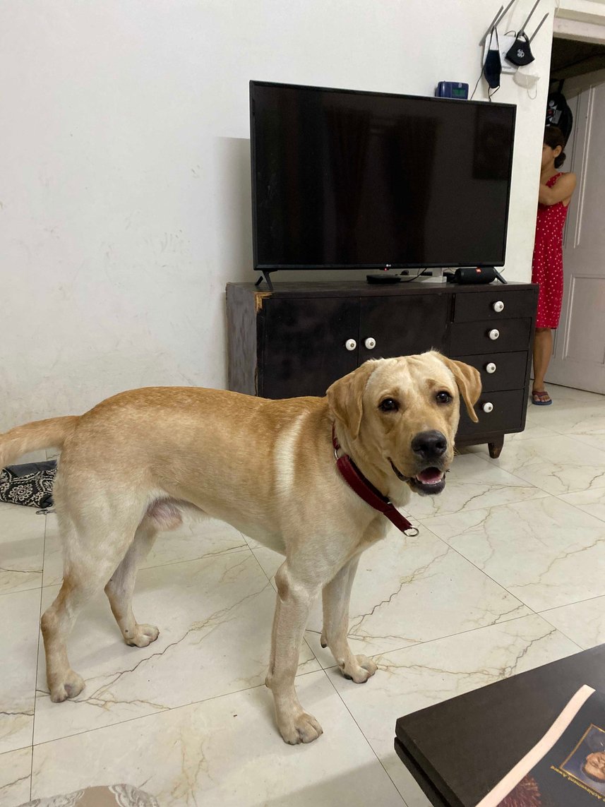 Labrador Retriever Dogs For Mating In Mumbai
