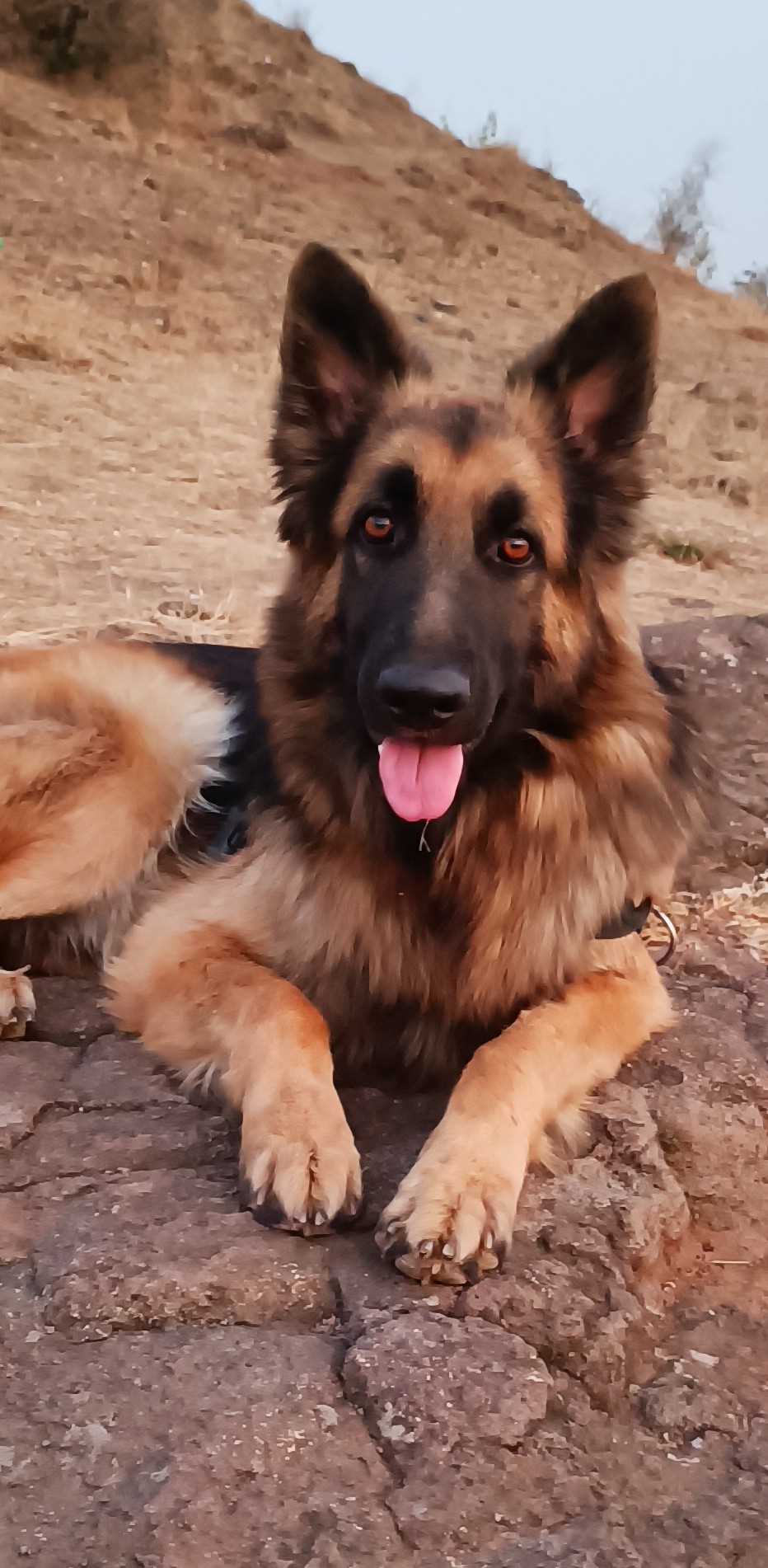 German Shepherd Dogs For Mating In Pune