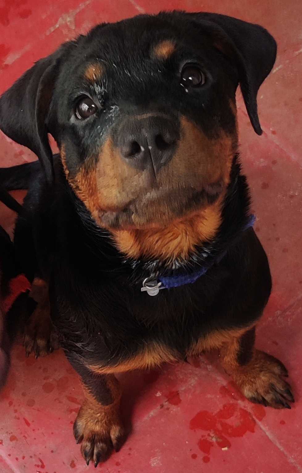 Rottweiler For Sale In Hyderabad