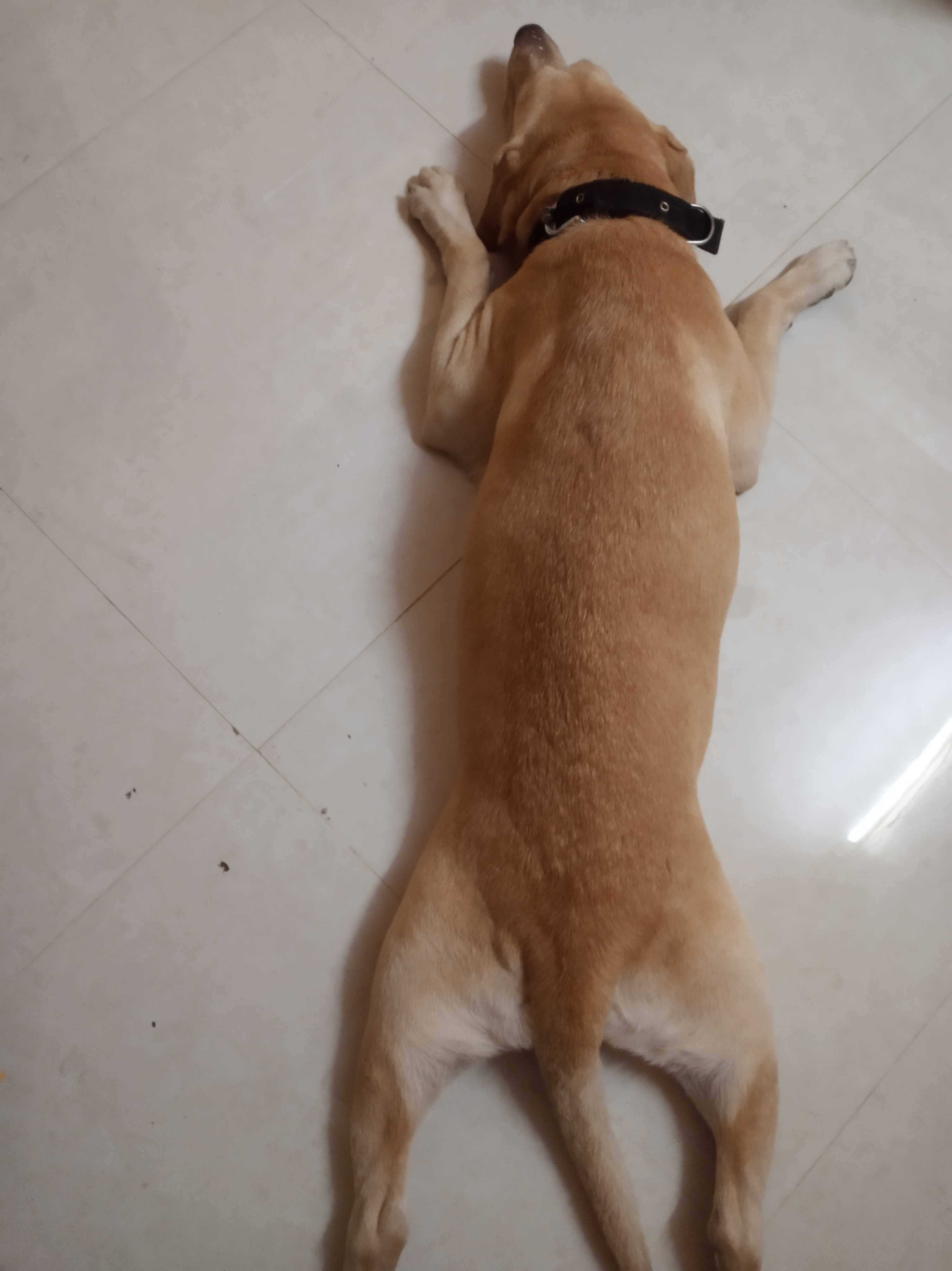 Labrador Retriever Dogs For Mating In Chennai