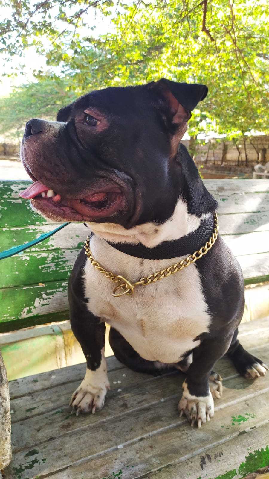American Bully Dogs For Mating In Pune