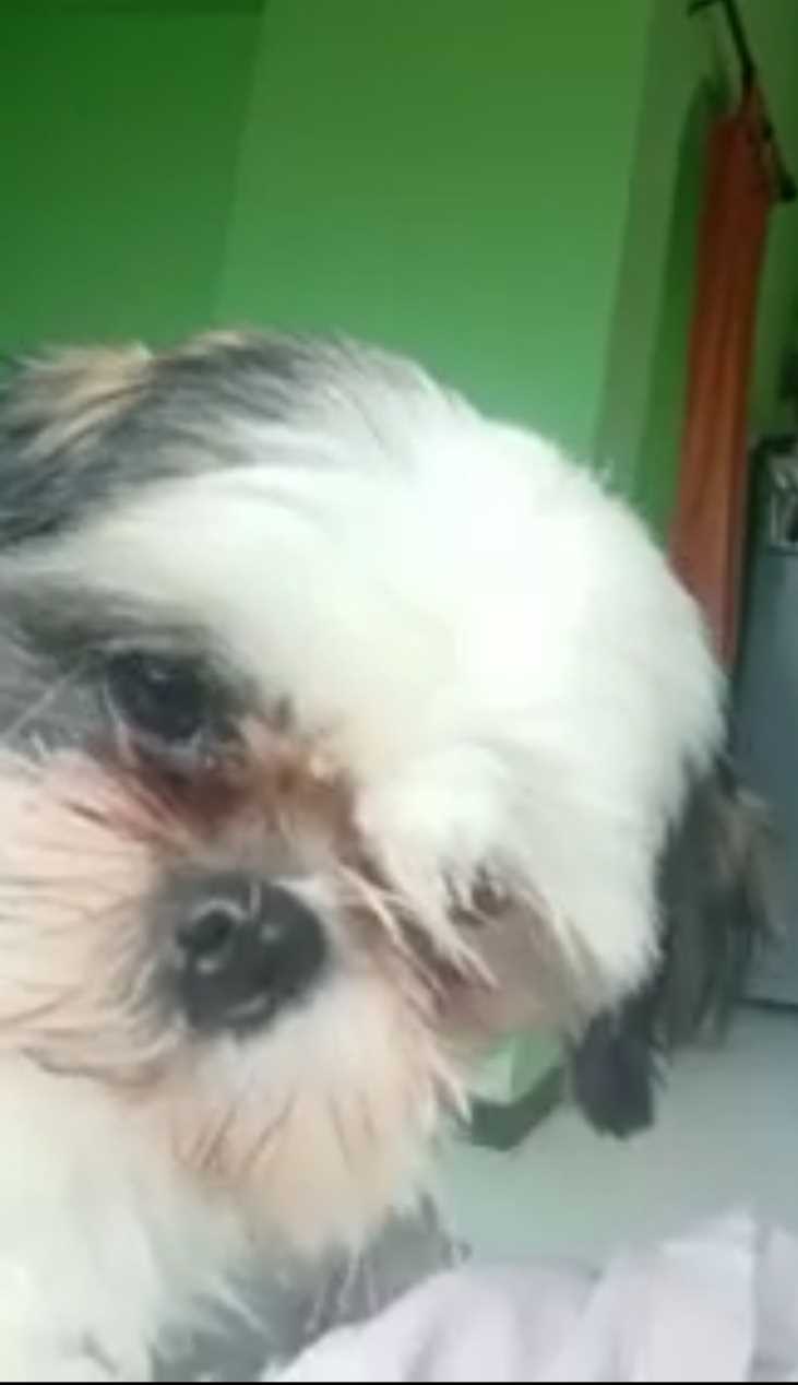 Shih Tzu Dogs For Mating In Chandigarh