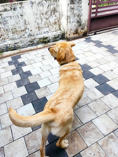 Labrador Retriever Dogs For Mating In Kollam