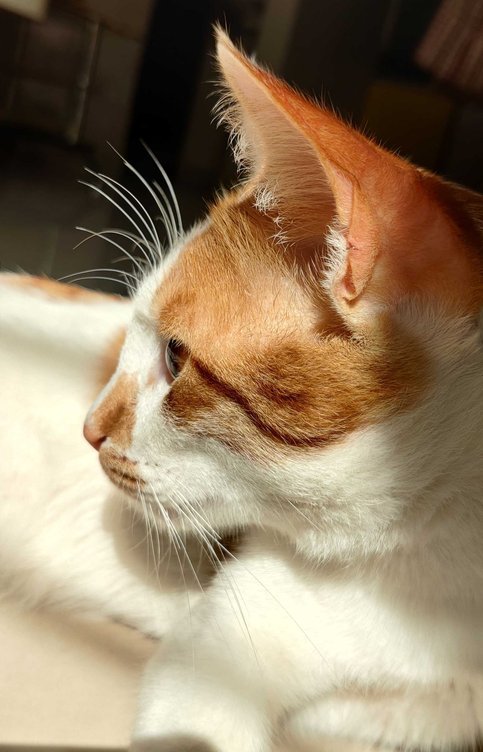 Indian Breed For Adoption In Satara