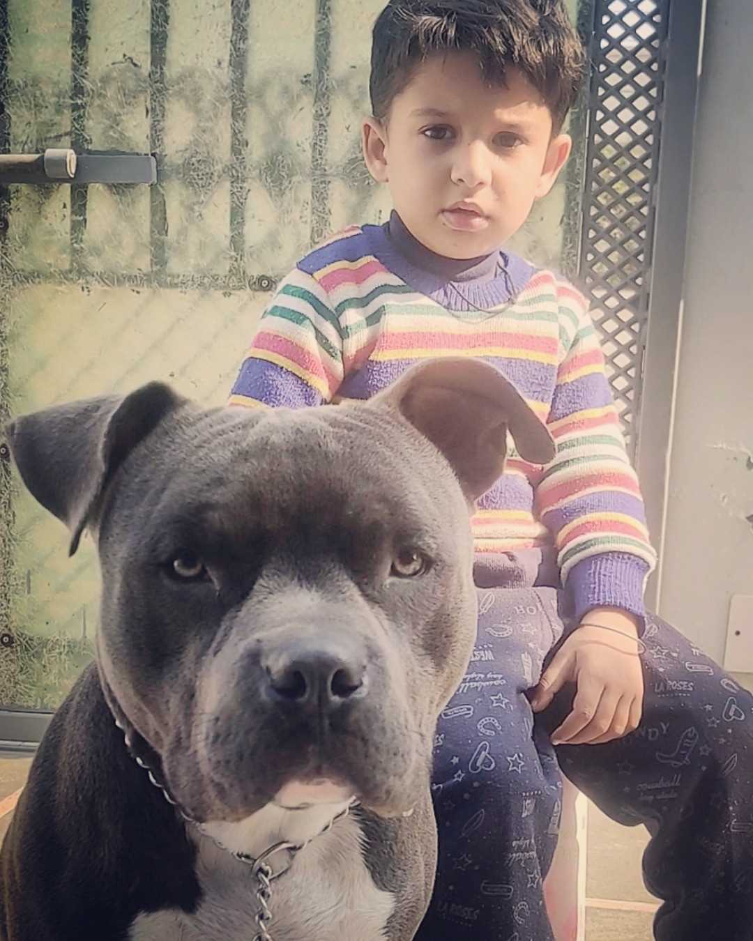 American Bully Dogs For Mating In Pune