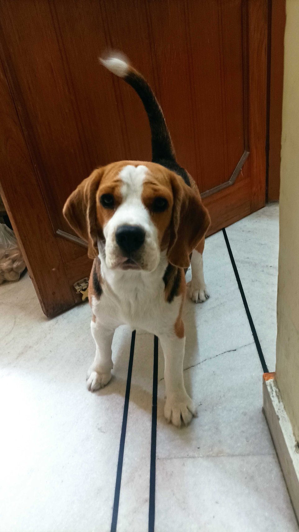 Beagle Dogs For Mating In Delhi
