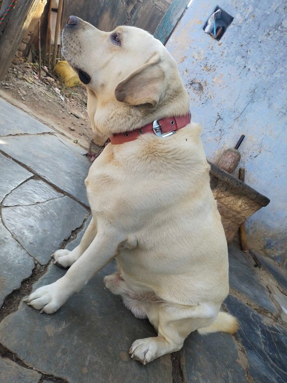 Labrador Retriever Dogs For Mating In Vizag