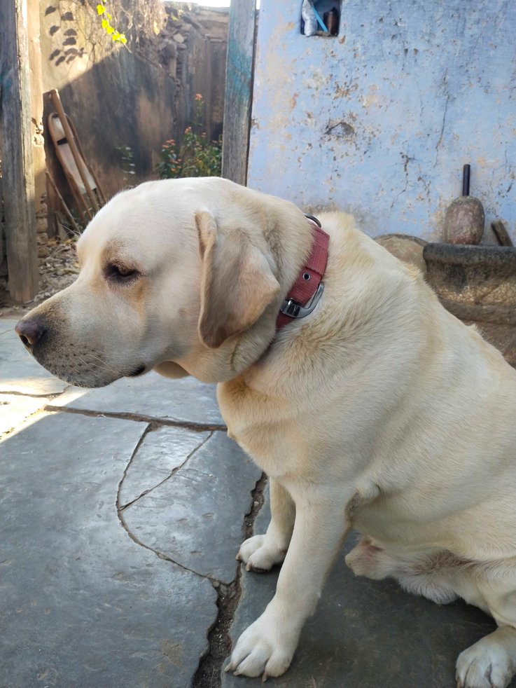 Labrador Retriever Dogs For  Mating In Vizag
