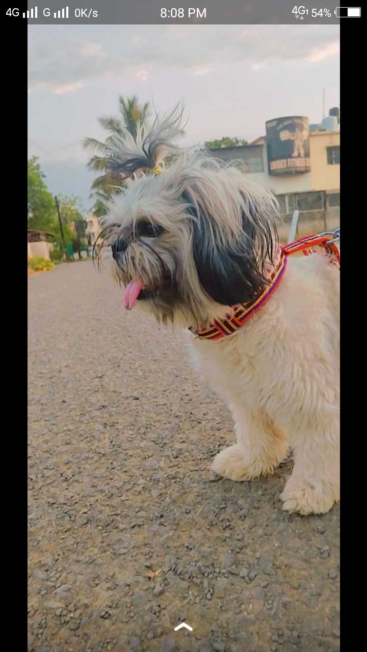 Lhasa Apso Dogs For Mating In Angul