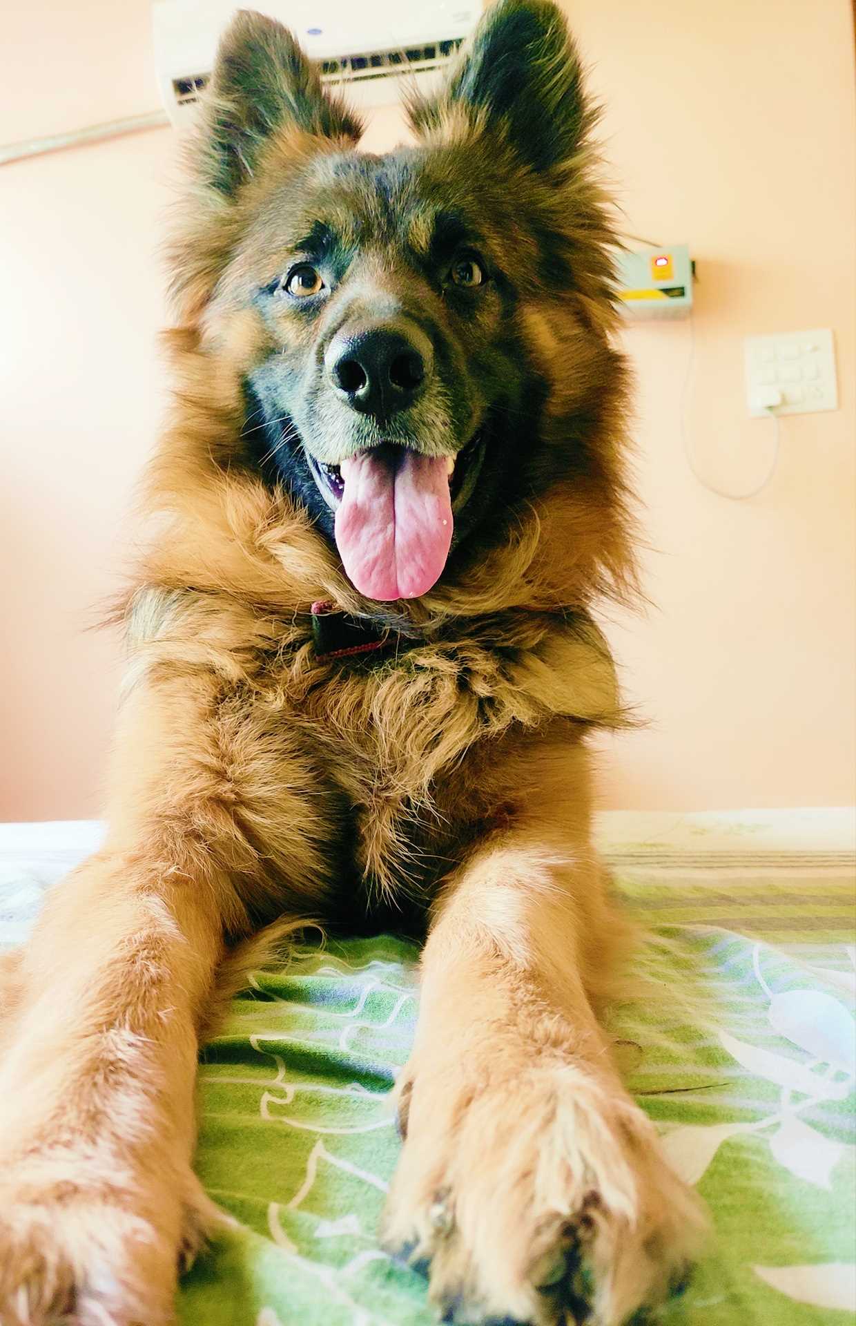 German Shepherd Dogs For Mating In Noida