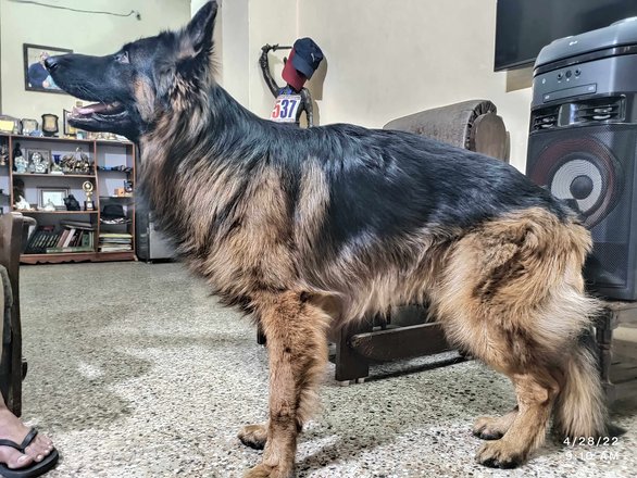 German Shepherd Dogs For Mating In Hyderabad