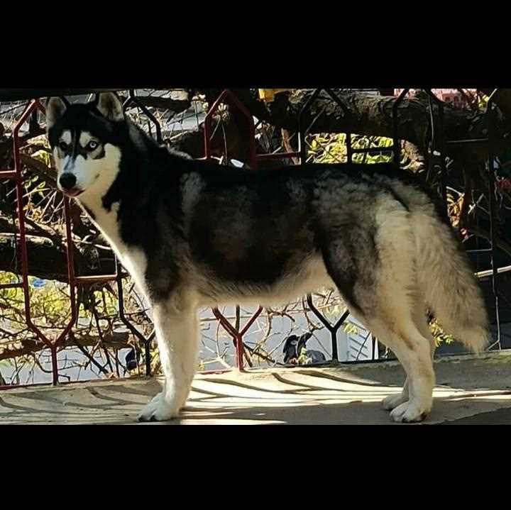 Siberian Husky Dogs For Mating In Lucknow