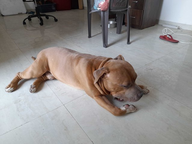 American Bully Dogs For Mating In Pune