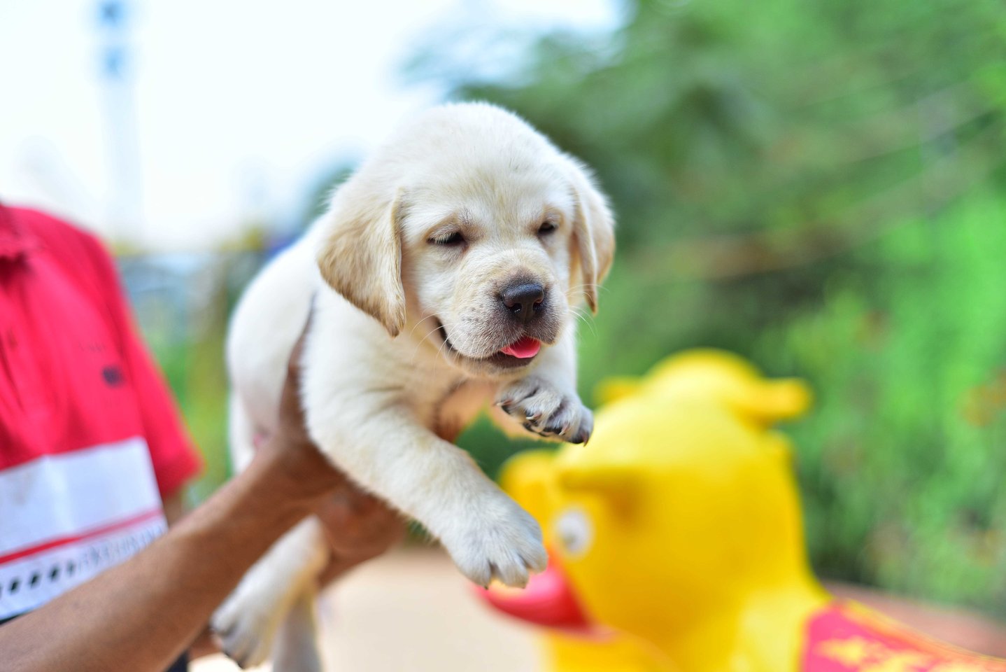 Labrador Retriever For Sale In Pune