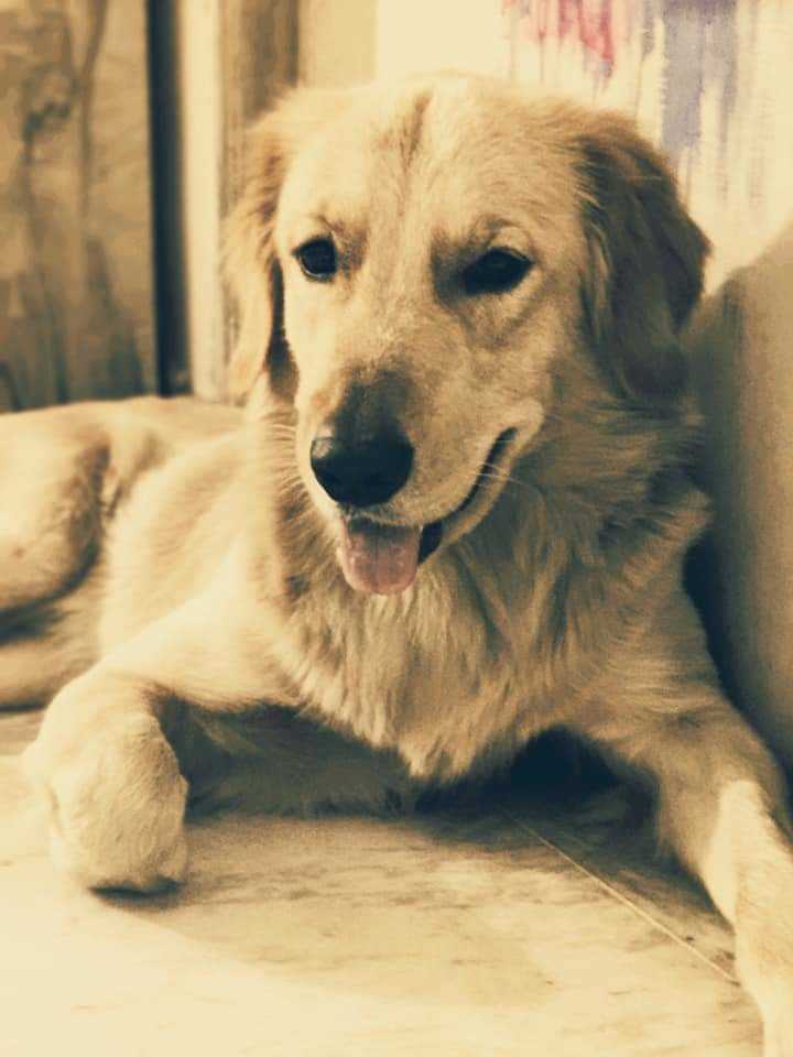Golden Retriever Dogs For Mating In Sibsagar