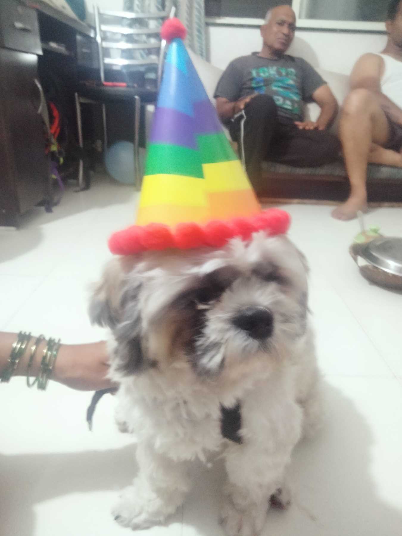 Shih Tzu Dogs For Mating In Pune