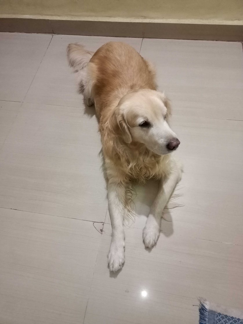 Golden Retriever Dogs For Mating In Pune