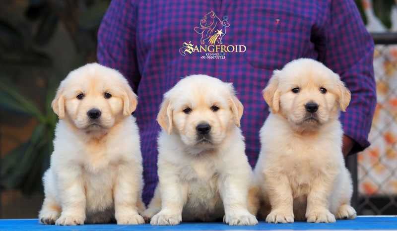 Golden Retriever For Sale In Vizag