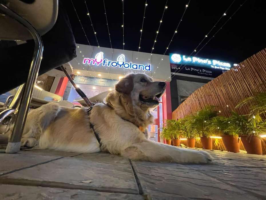 Golden Retriever Dogs For Mating In Jaipur