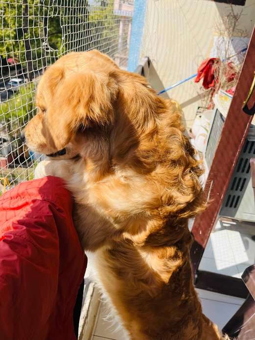 Golden Retriever Dogs For Mating In Jaipur