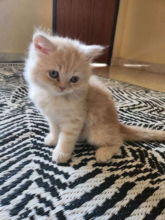 Persian For Sale In Hyderabad