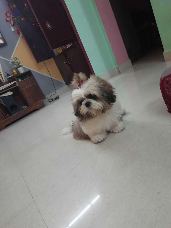 Shih Tzu Dogs For Mating In Chennai