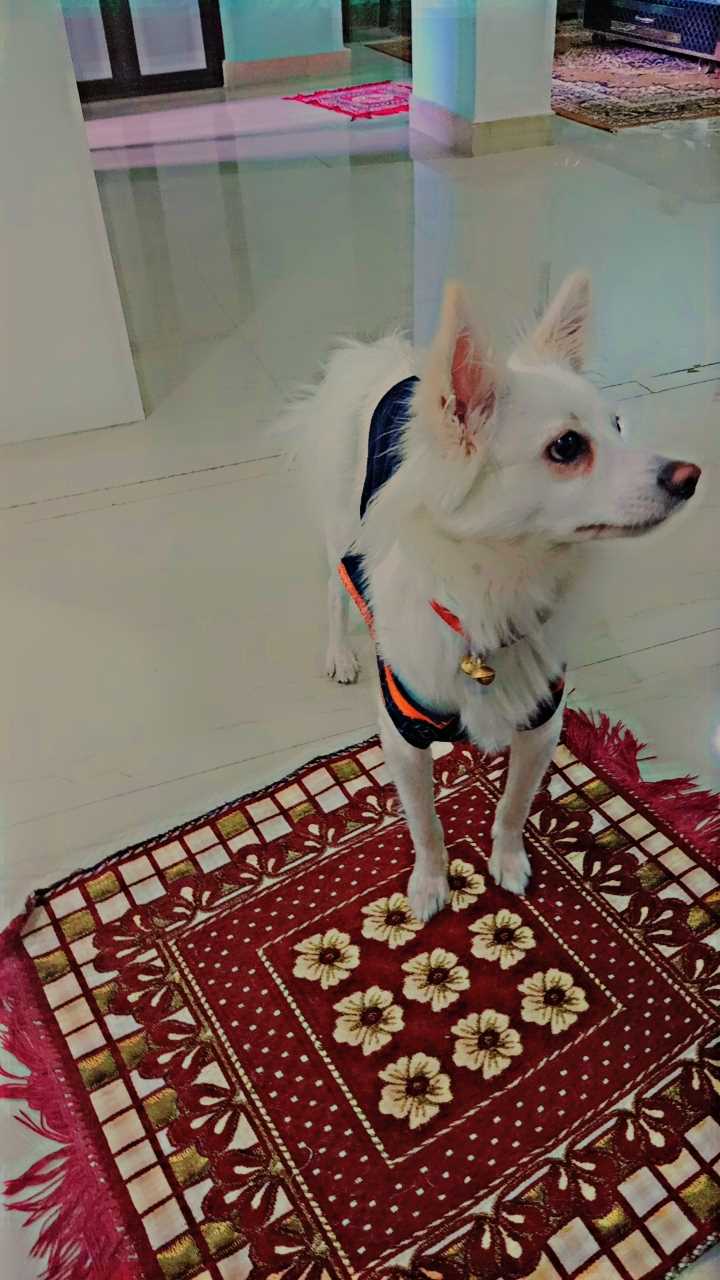 Pomeranian For Adoption In Jaipur