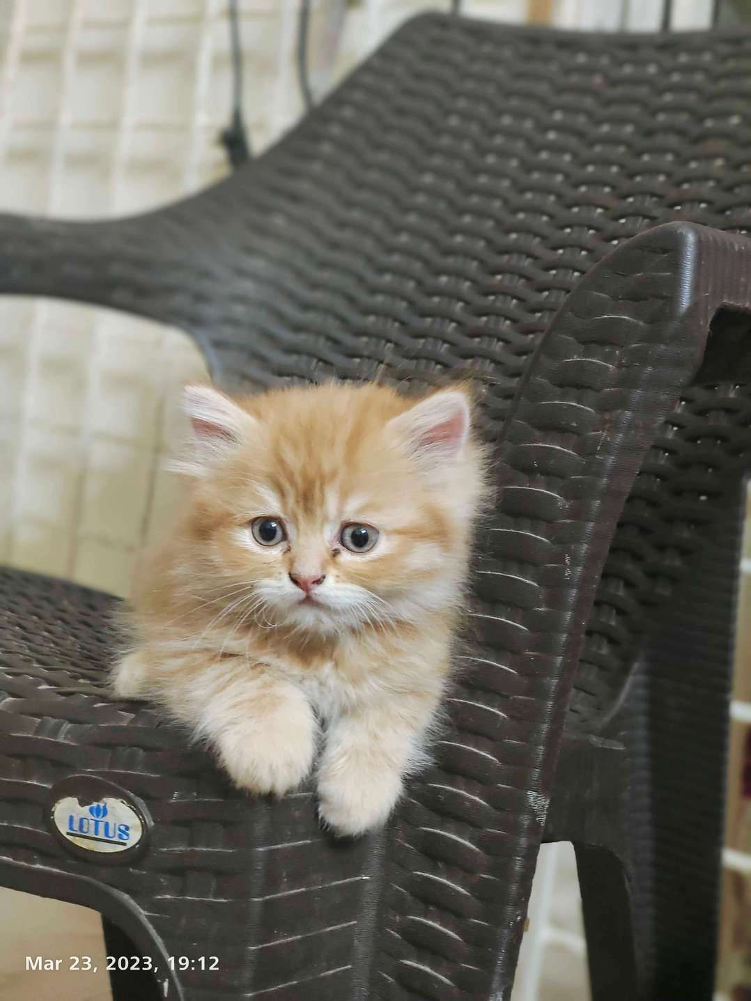 Persian For Sale In Secunderabad