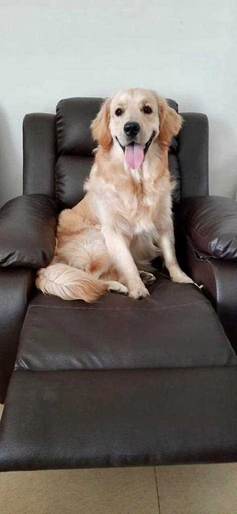 Golden Retriever Dogs For Mating In Delhi