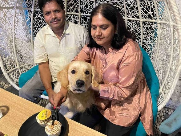 Golden Retriever Dogs For Mating In Delhi