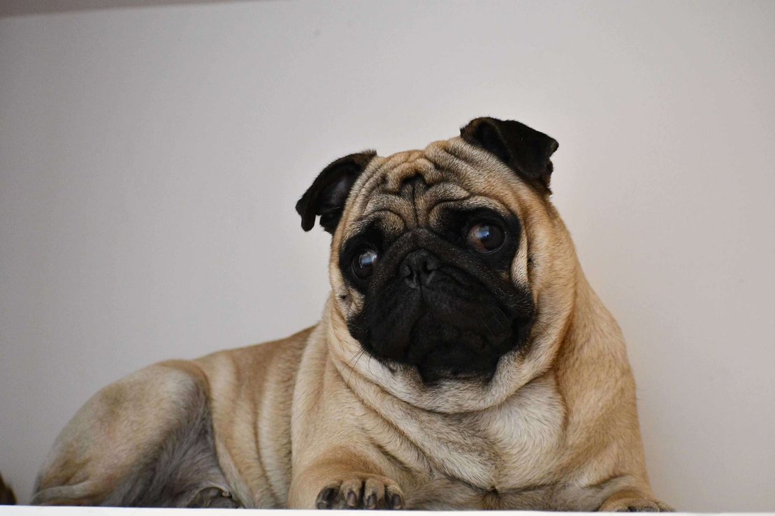 Pug Dogs For Mating In Vijayawada