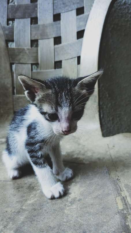 Indian Breed For Adoption In Mumbai