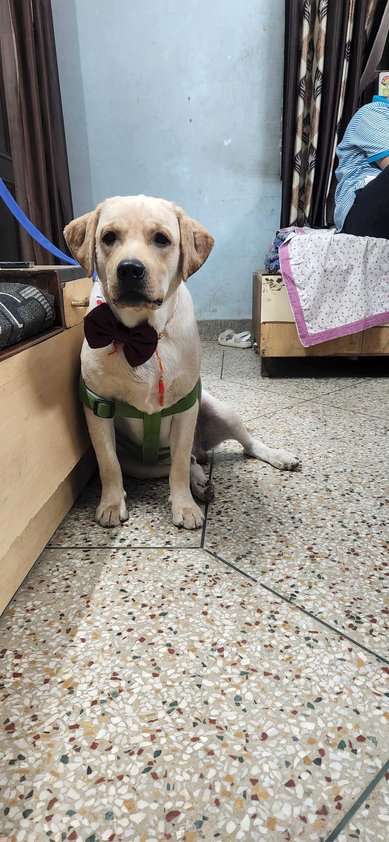 Labrador Retriever Dogs For Mating In Delhi
