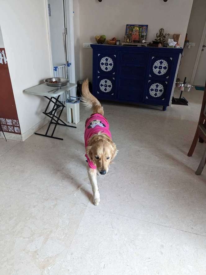 Golden Retriever Dogs For Mating In Delhi