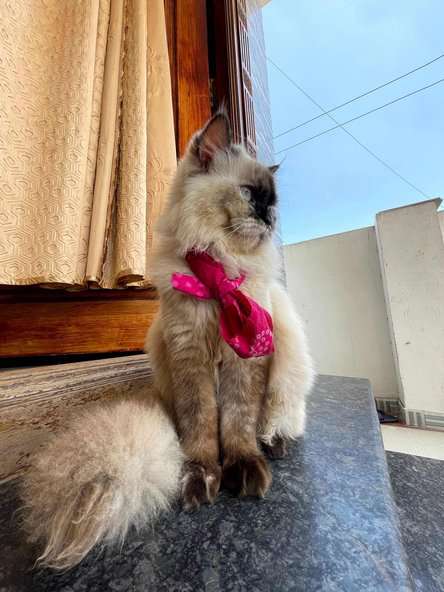 Himalayan Dogs For  Mating In Coimbatore