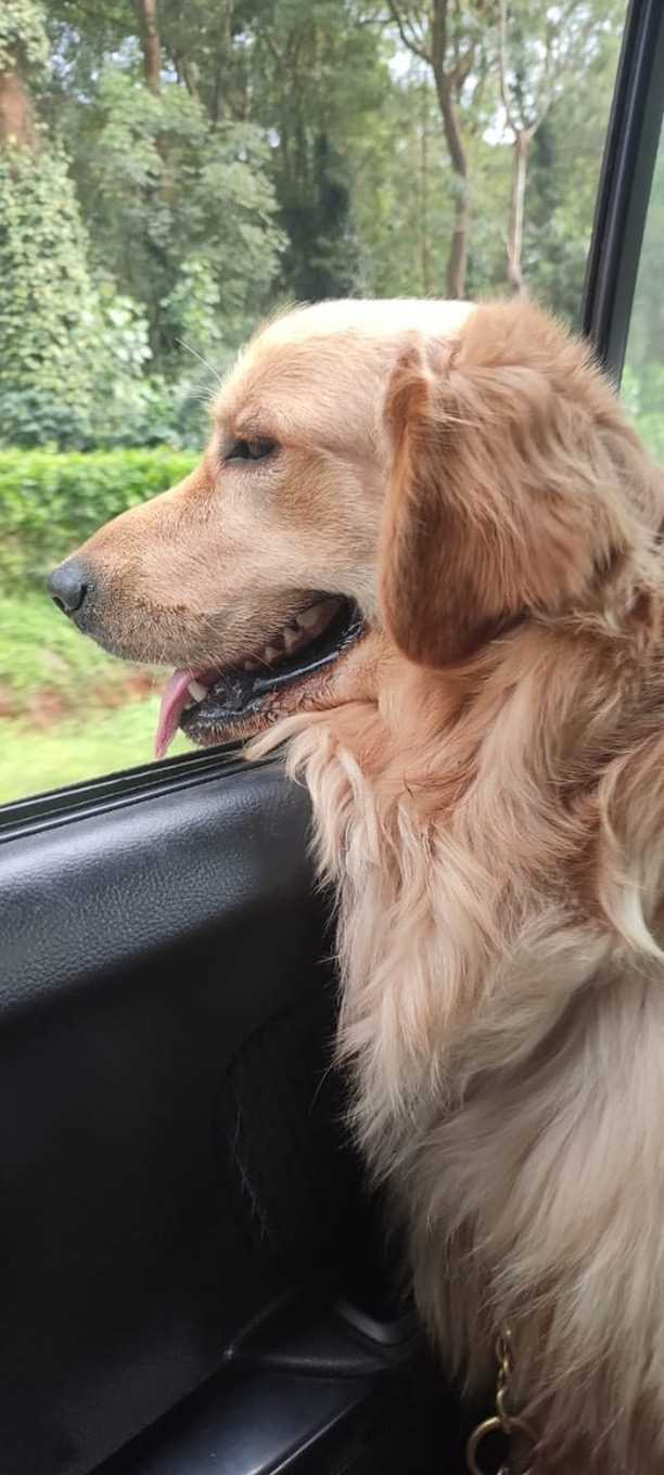 Golden Retriever For Adoption In Bangalore