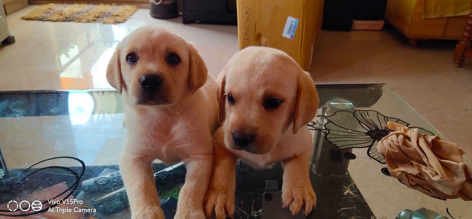 Labrador Retriever For Sale In Bangalore