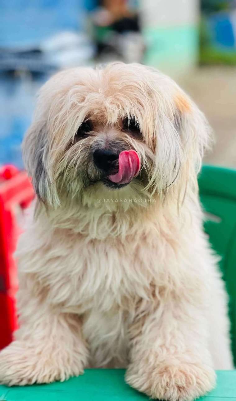 Lhasapoo Dogs For Mating In Kolkata