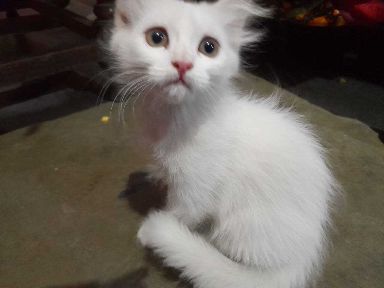 Persian For Sale In Delhi