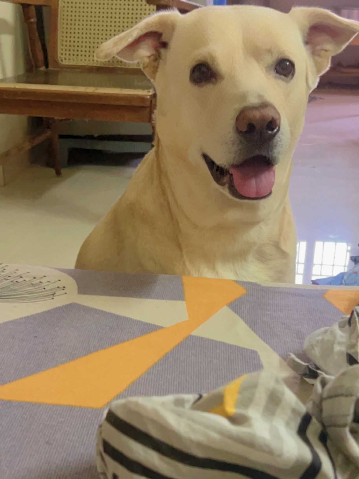 Labrador Retriever Dogs For Mating In Chennai